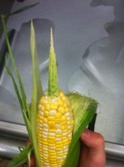 ilookextremelygood:  found this fucked up ear of corn at work and i showed my dude and he said “o wow its a uni corn” and i had to put real effort into not slapping him for that joke 