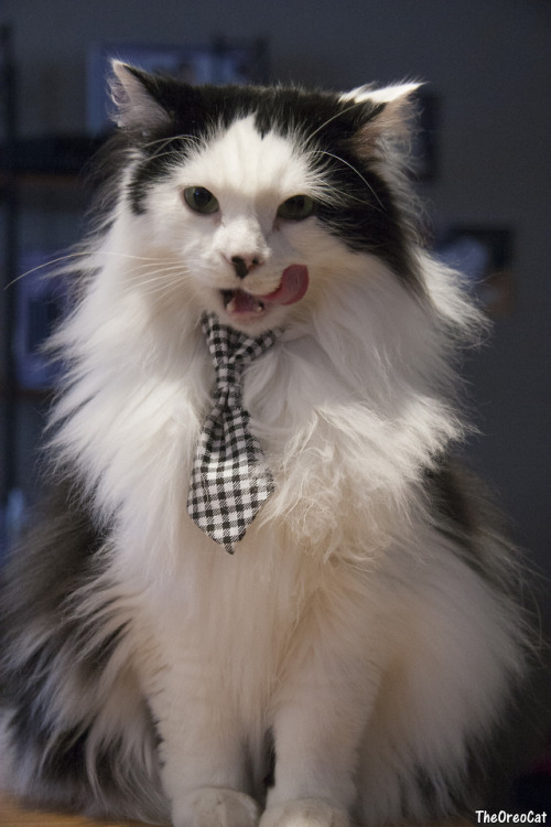 theoreocat:“It is said that to achieve true inner peace, you must finish what you start. Once you fi