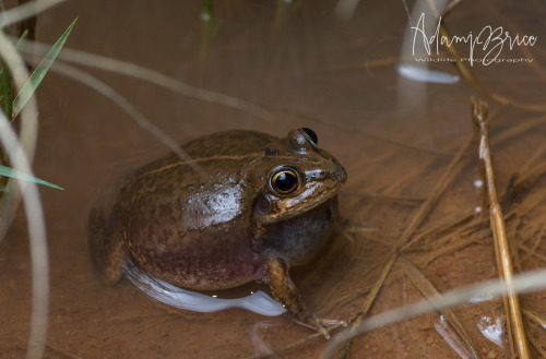 This little beauty is a Main’s frog [Ranoidea maini], a burrowing desert dweller native to Australia