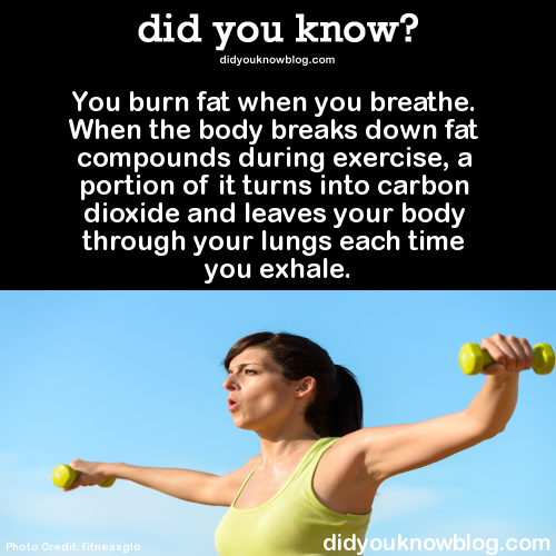 did-you-kno:  You burn fat when you breathe. When the body breaks down fat compounds during exercise, a portion of it turns into carbon dioxide and leaves your body through your lungs each time you exhale.  Source