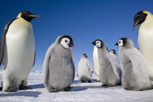 Sue Flood&rsquo;s &ldquo;Emperor: The Perfect Penguin&rdquo; collects more than 200 photos from over