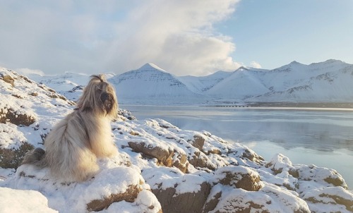 perfectdogs:Where she feels most at home