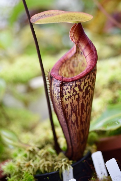jeremiahsplants:Nepenthes and a Sarracenia in the greenhouse today. N. rajah, N. hamata, N. lowii x 