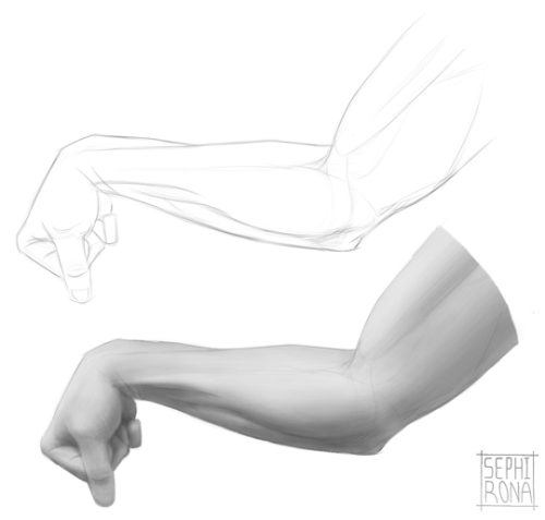 Forearm studies begin~ Going to have to do a lot of these since the forearm muscles are so numerous 