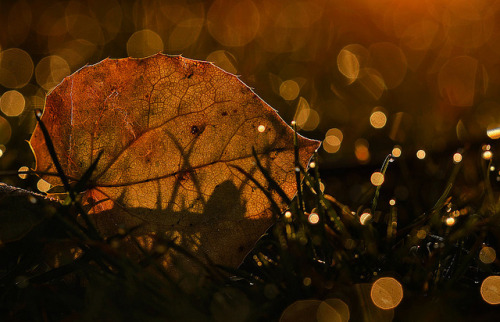 Shines through by ~Simmy~ on Flickr.