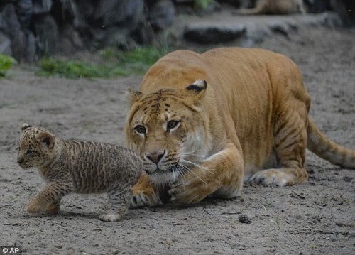 athenadark:sarahtheheartslayer:unusuallytypical:A Russian zoo is home to a unique animal - the liger. It is half-lioness, half-tiger. Mother Zita is pictured licking her one month old liliger cub I DON’T GIVE A SHIT WHAT YOU CALL IT LOOK AT HER HAPPY