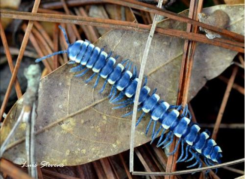 ftcreature: The Featured Creature: Stunning Bright Blue Cloud Forest Millipede Is Sure to Shock You 