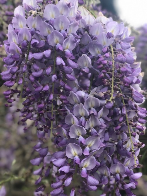 soakmysoulinlsd: captured some beautiful flowers in venice