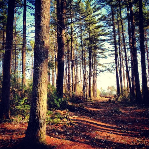 nightmaresandnecromancy:  Life in Massachusetts has it’s perks.