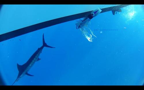 Marlin bleu pris sur Madrise en Guadeloupe