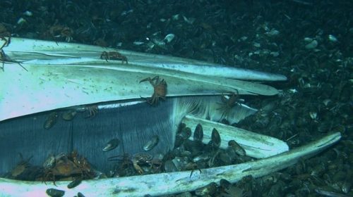 Whale FallScientists studying methane seeps deep in the Atlantic Ocean happened across this skull of