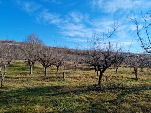 I had a couple of hours to go to the orchard on Sunday and I was lucky, the weather was perfect. It 