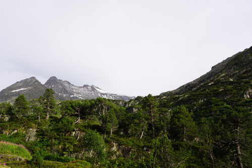 Conifer field, Switzerland.