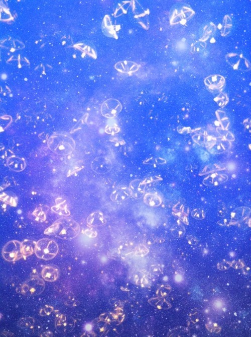 montereybayaquarium:void-street:I kind of went to town on Picmonkey with the jellyfish photos I took