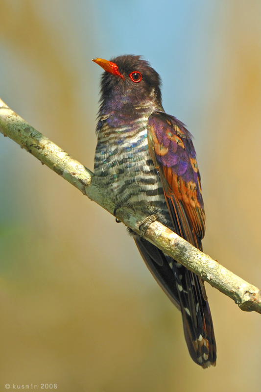 thalassarche:
“ Violet Cuckoo (Chrysococcyx xanthorhynchus) - photo by revs&audy
”