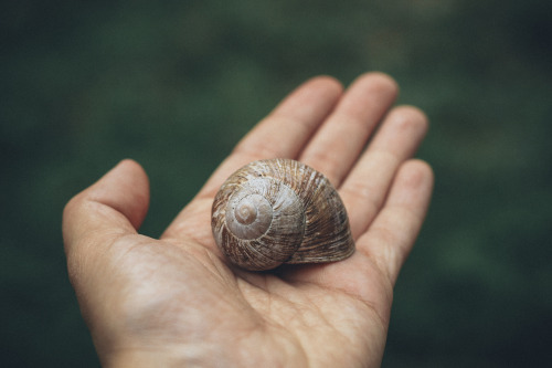  Noch eine Schnecke… 