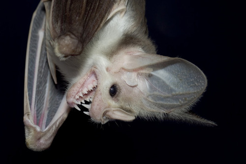 bats100:pazutron: bats100:  pazutron:  bats100: porn pictures