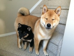 Shiba Lovers