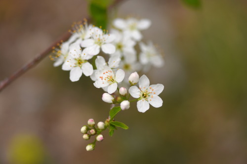 Un po’ di primavera