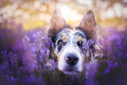 boredpanda:I Brought Our Dogs To The Lavender Gardens To Capture Their Pure Joy