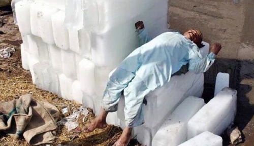 Beating the heat by napping on a bloc of ice.