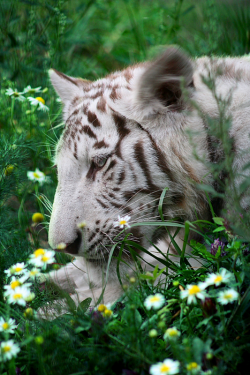 expressions-of-nature:  Tiger in Daisies : Rodak  &mdash;&mdash;&mdash;&mdash;&mdash;&mdash;- I&rsquo;m not certain when it began, but Drift is acting odd. I don&rsquo;t know what&rsquo;s wrong. Maybe going hunting with Ari and Tresse will help? He was