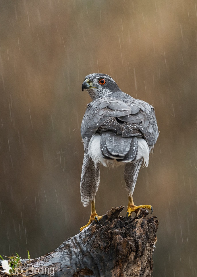 fairy-wren:  Goshawk 