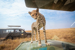 mymodernmet:  Photographer Bobby-Jo Clow found herself face-to-face with a cheetah cub who approached her Landrover while on safari at the Serengeti National Park in Tanzania. She documented the curious cat’s looks of wonder and trepidation at the vehicle