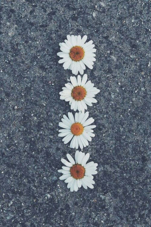 silly-luv:  ♡ find your best posts on my blog ♡