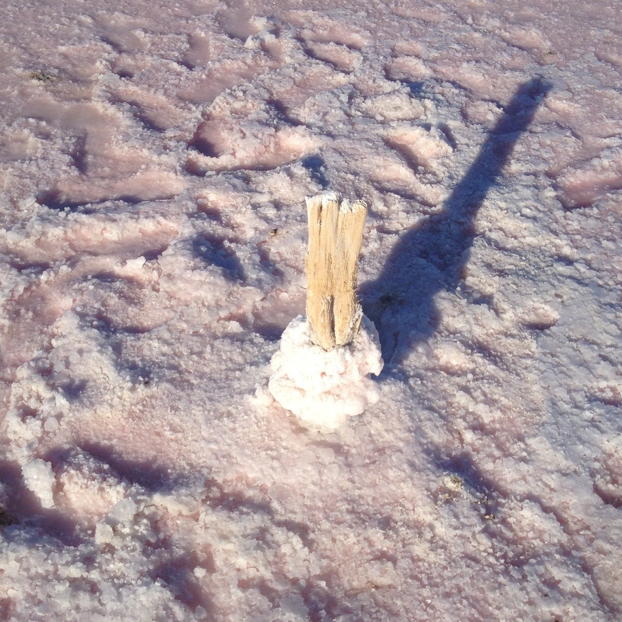 trupup:  i found a pink salt lake yesterday! it was so pretty and fun 