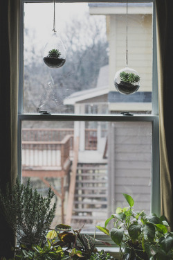 4himglory:  hanging succulents by Beth Kirby | {local milk} on Flickr.
