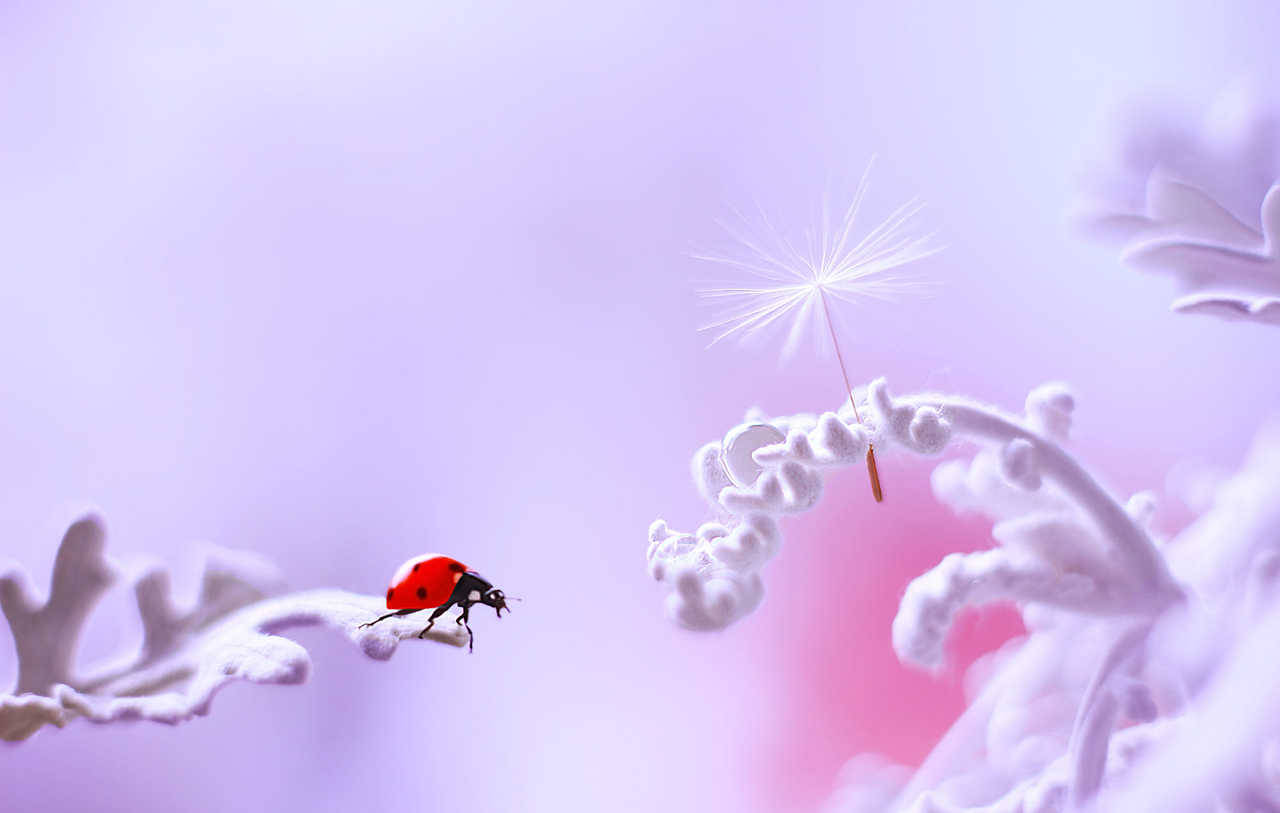 atraversso:   Stellaria &amp; Daisy by Elena Andreeva   