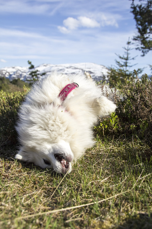 spartathesheltie:Turns out dry heather creates the best rolling environment ever