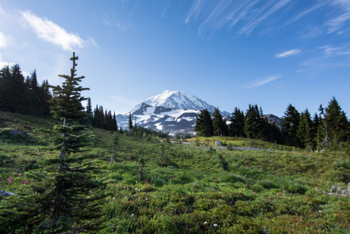 Mt Rainier wildflowers by tweetsandchirps