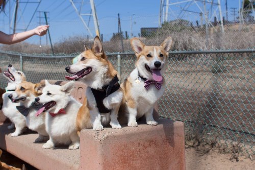 trinketbaby:Photos from a corgi meetup.hazelhills