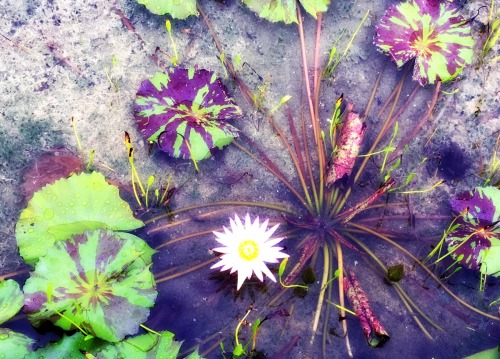 Water lilies on a cloudy dayToday what stood out wasn’t the beauty of the water lily, but the contra