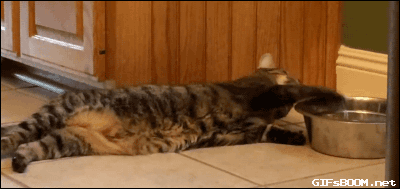 gifsboom:Lazy Cat Doesn’t Get Up to Drink Water. [video]