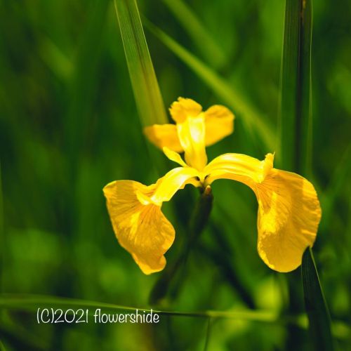 #flowers #flower #flowerlovers #花 #花が好きな人と繋がりたい #花好きな人と繋がりたい #写真好きな人と繋がりたい #beautifulflowers #su