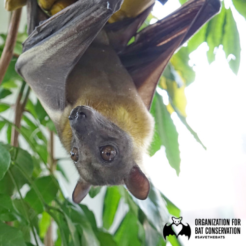 Happy Friday from the bats at the Bat Zone! Join us this weekend for some Bat Zone tours tonight thr