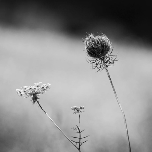 Summer lace #landscape #landscapephotography #landscape_lovers #summer #queenanneslace #wildflowers 