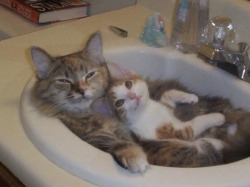 tilde-heart:theyneverfoundthebody:[Image description: A brown cat laying in a sink