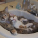 tilde-heart:theyneverfoundthebody:[Image description: A brown cat laying in a sink