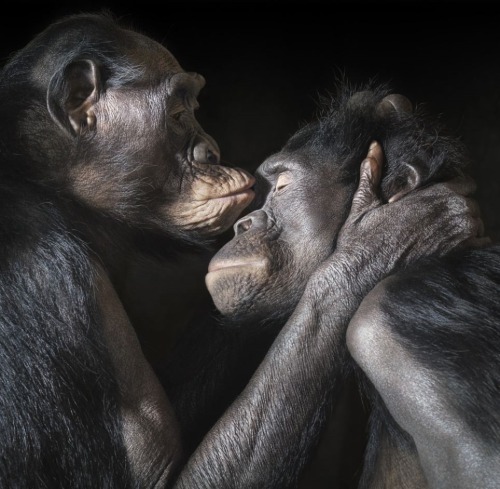 wolverxne:  How he got them to sit still, we don’t know. But somehow award-winning UK-based photographer Tim Flach managed it, and this was the result. The 54-year-old has created a collection of incredible photographic portraits of animals so intimate