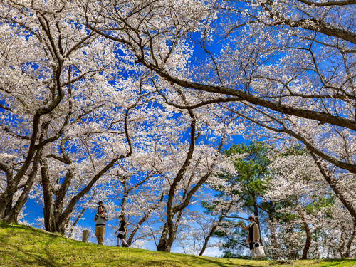 お花見日和