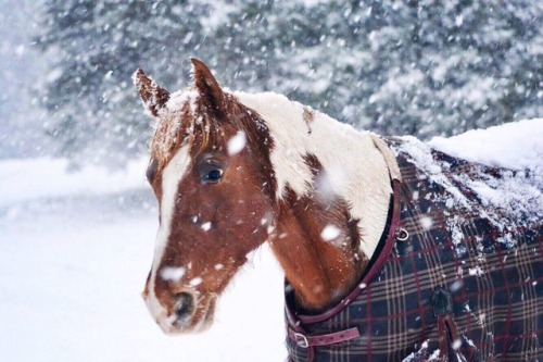 Posey enjoying the first Virginia snowfall of the season!12.9.18Fredericksburg, VA