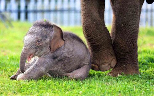 Baby Elephant