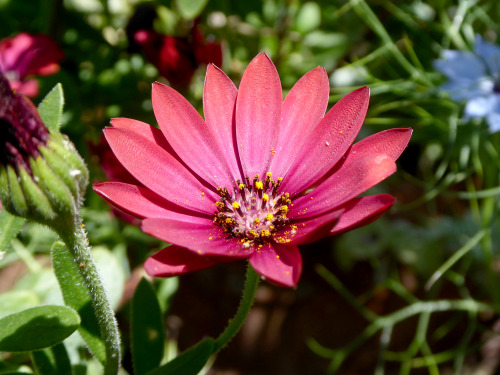 Summer flowers