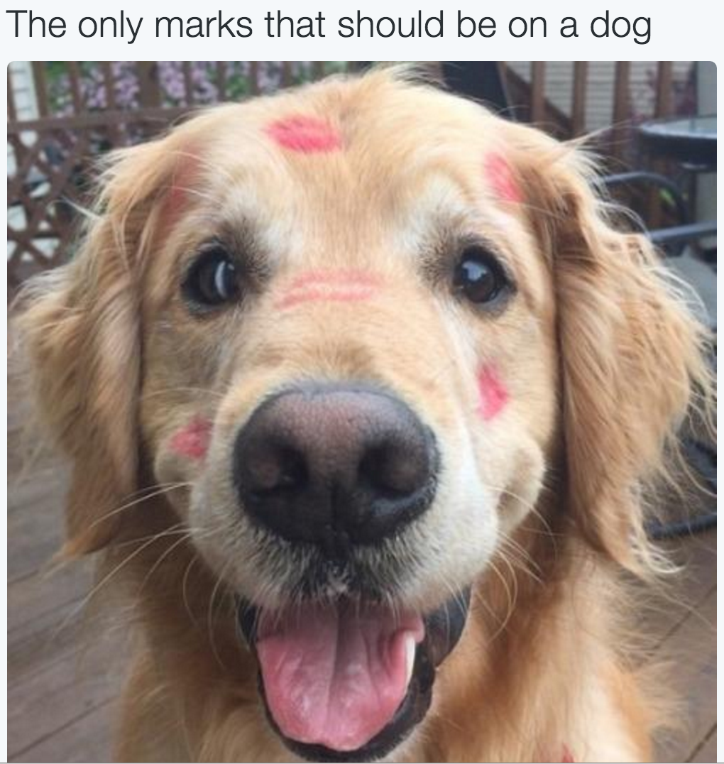 babyanimalgifs:  beautiful blog full of baby animals!