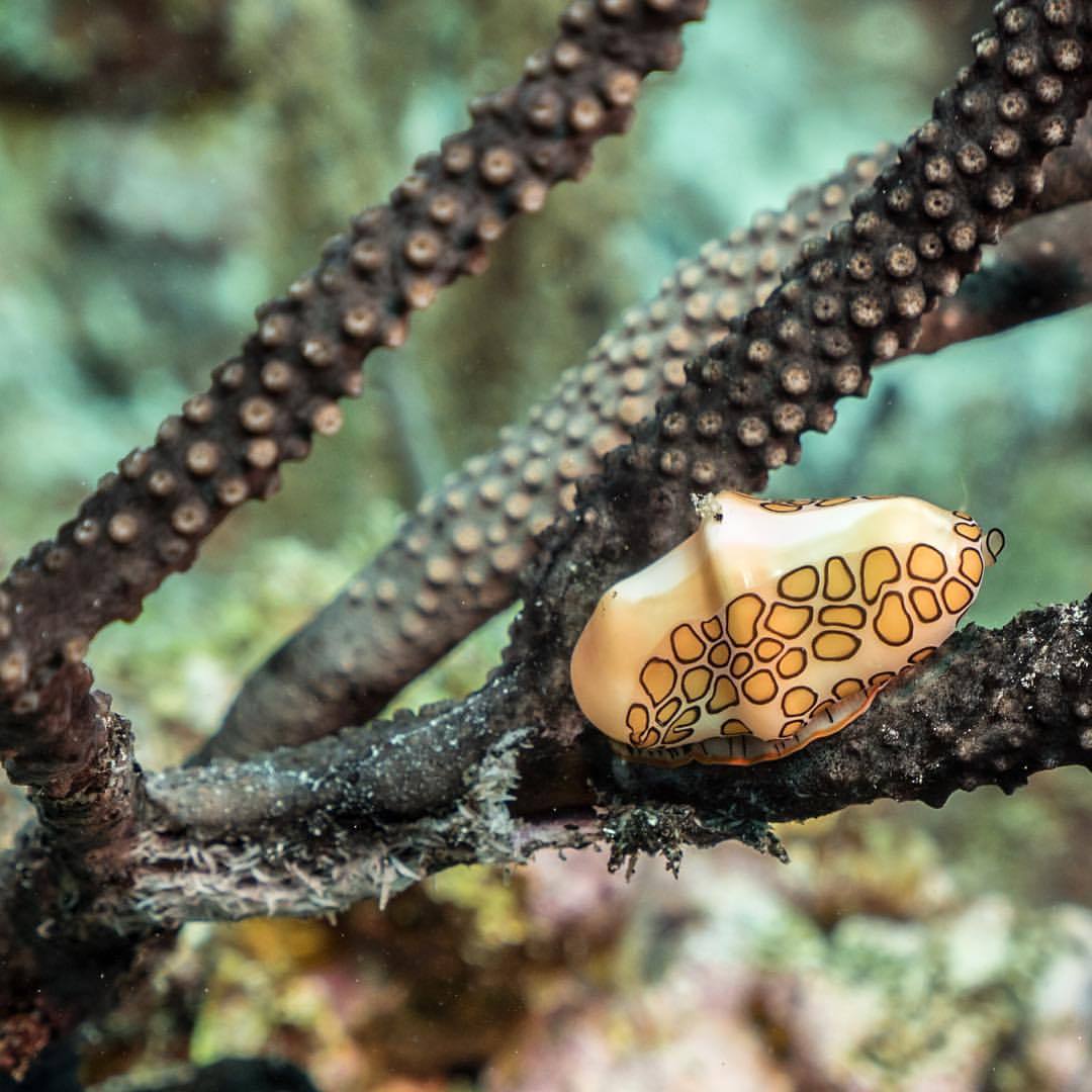 Flamingo tongue! Seeing lots of these on gorgonians around #Curaçao as we survey our way around the #island. [📷 @thejoelepore] #CuracaoExpedition2015 #curacao #uwphoto #underwater #gastropod #marinelife #flamingotongue @waittfoundation