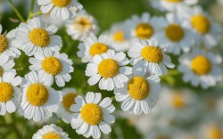 littlemoo: chrysanthemum parthenium